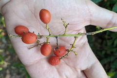 Ganophyllum falcatum