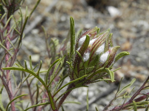 Image of Dicranostegia orcuttiana by (c) James C. Davis, some rights reserved (CC BY-SA)