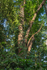 Ganophyllum falcatum