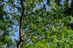 Ganophyllum falcatum