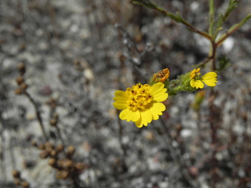 Image of Deinandra conjugens by (c) James C. Davis, some rights reserved (CC BY-SA)