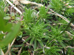 Draba aizoides