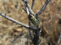 Clidophleps