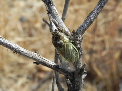 Clidophleps