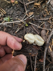 Pholiota nubigena
