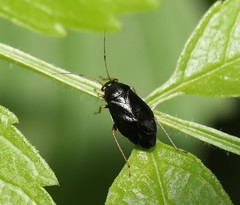 Slaterocoris