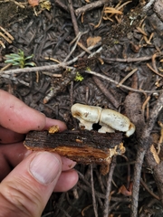 Pholiota nubigena