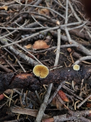 Crepidotus fimbriatus