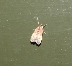 Eudonia asterisca