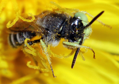Calliopsima