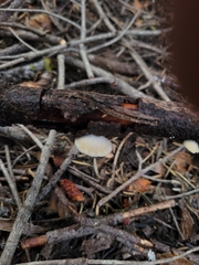 Crepidotus fimbriatus