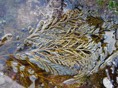 Stephanocystis