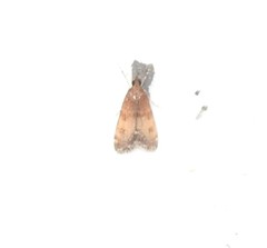 Eudonia asterisca
