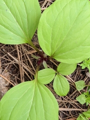 Trillium petiolatum