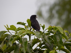 Sporophila crassirostris
