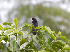Sporophila crassirostris