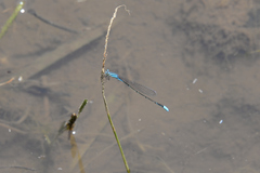 Aciagrion migratum