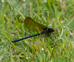 Calopteryx maculata