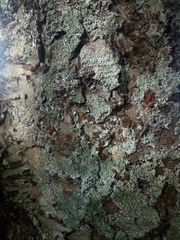 Leprocaulaceae