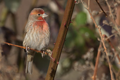 Haemorhous mexicanus