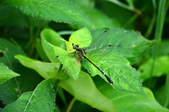 Leptogomphus sauteri formosanus