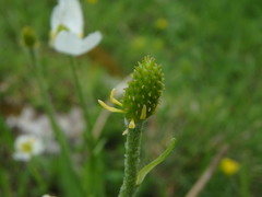 Ranunculus kuepferi