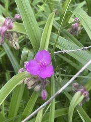 Tradescantia bracteata