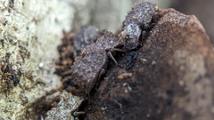 Bolitotherus cornutus