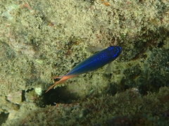 Chrysiptera caesifrons