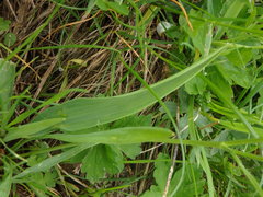 Ranunculus kuepferi