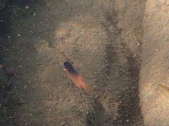 Chrysiptera caesifrons