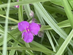 Tradescantia bracteata