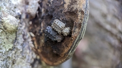 Bolitotherus cornutus