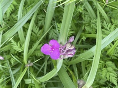 Tradescantia bracteata