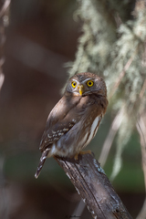 Glaucidium sanchezi