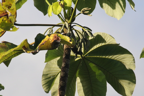 Cecropia schreberiana ssp. antillarum