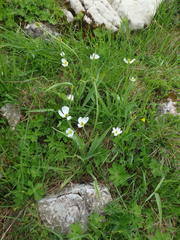 Ranunculus kuepferi