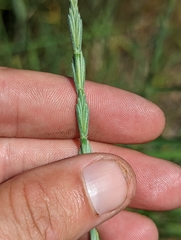Elymus stebbinsii