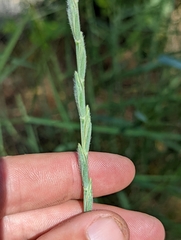 Elymus stebbinsii