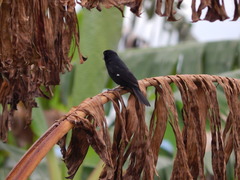 Sporophila crassirostris
