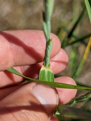 Elymus stebbinsii