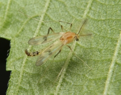Stenochironomus
