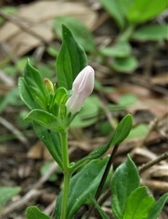 Spigelia loganioides