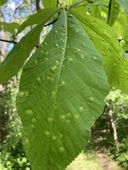 Phylloxera caryaefallax