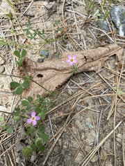 Leptosiphon ciliatus