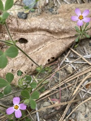 Leptosiphon ciliatus