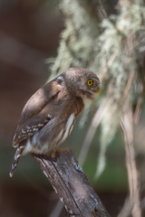 Glaucidium sanchezi