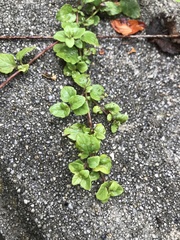 Clinopodium douglasii