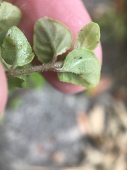 Clinopodium douglasii