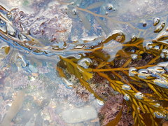 Stephanocystis